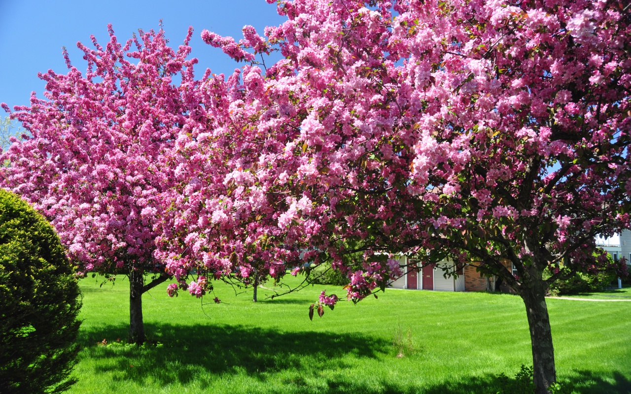 Trees Blooming Blossom Spring