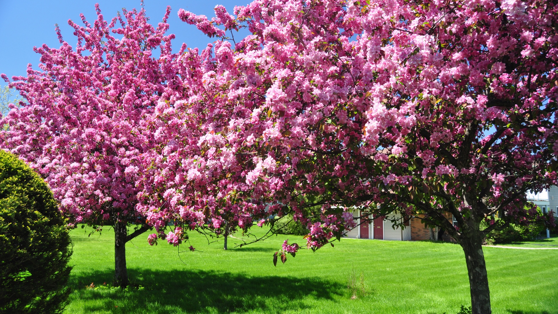 Trees Blooming Blossom Spring