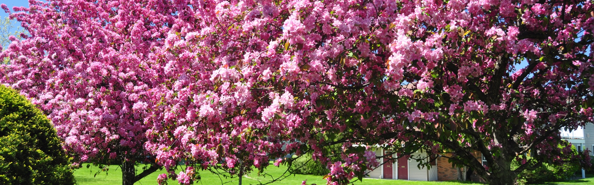 Trees Blooming Blossom Spring