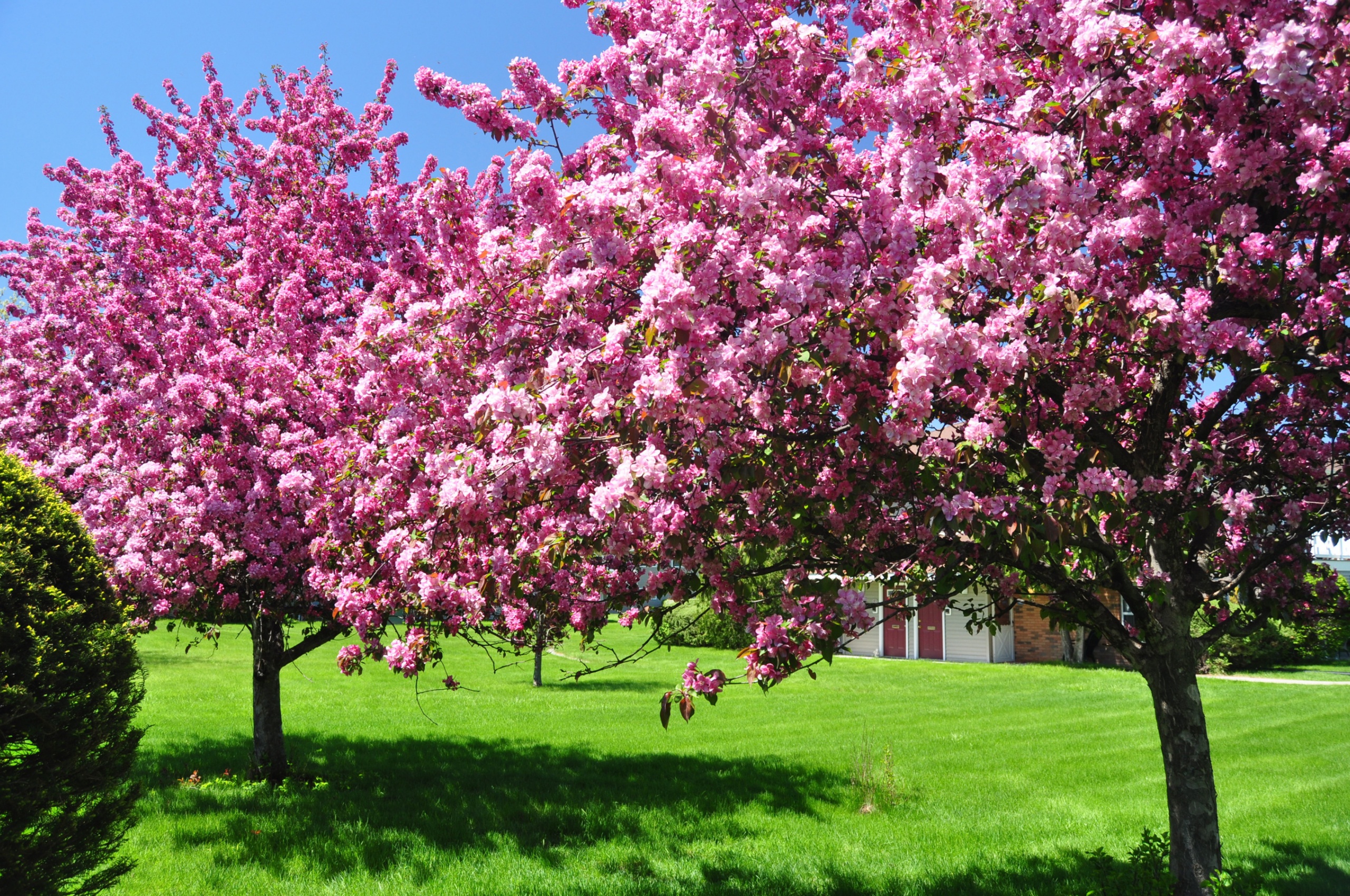 Trees Blooming Blossom Spring