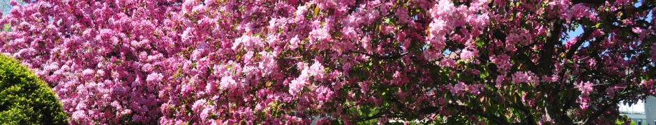 Trees Blooming Blossom Spring