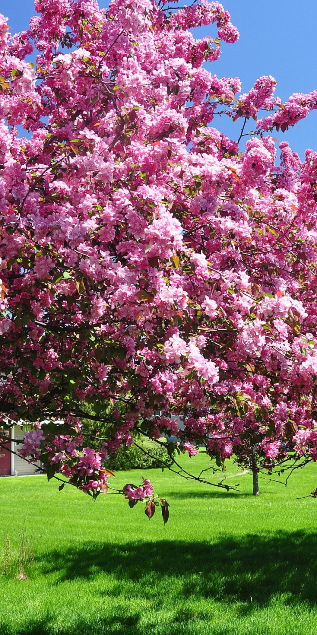 Trees In Blossom Pink Flowers