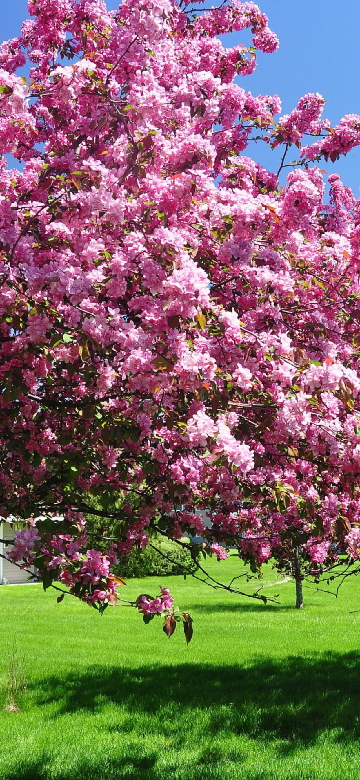 Trees In Blossom Pink Flowers