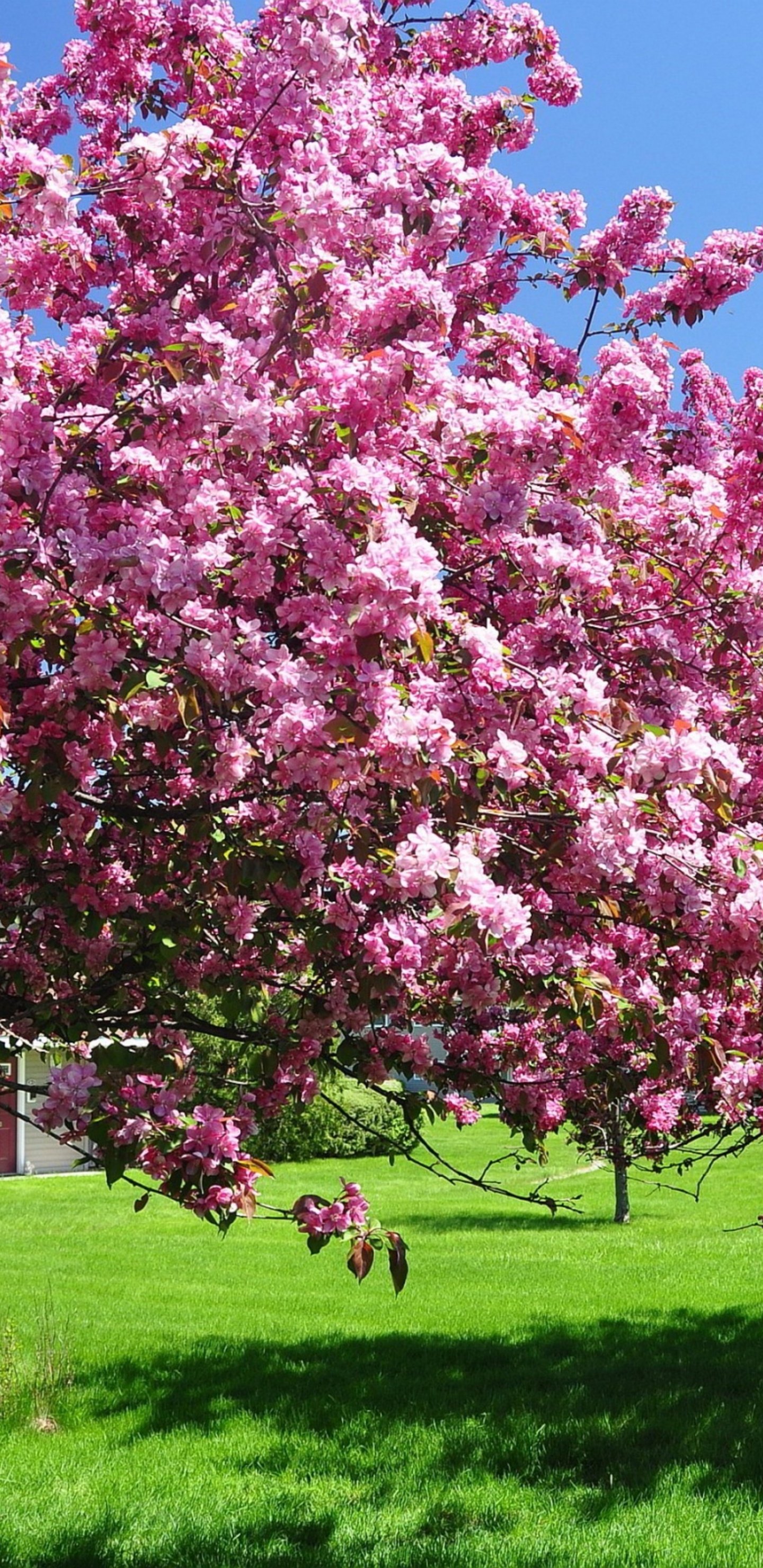 Trees In Blossom Pink Flowers