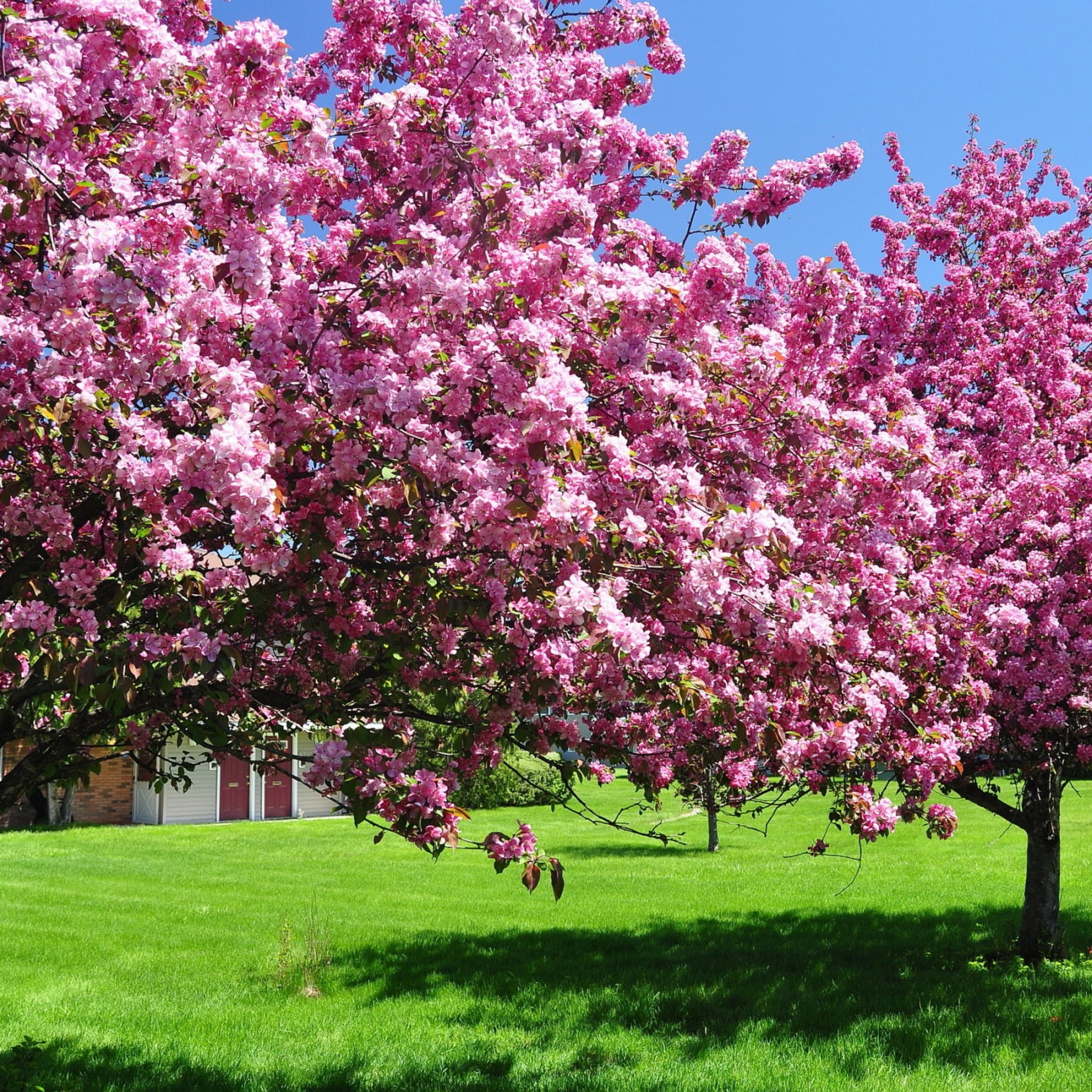 Trees In Blossom Pink Flowers