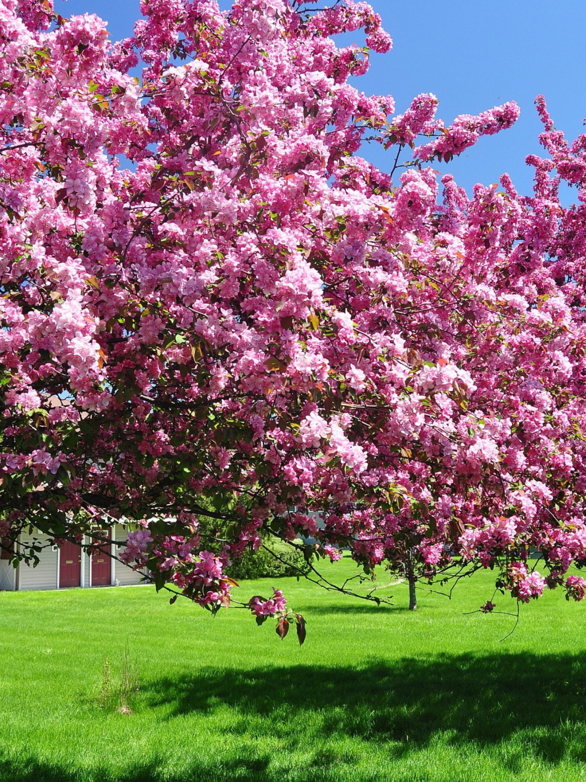 Trees In Blossom Pink Flowers