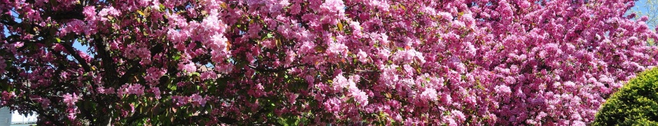 Trees In Blossom Pink Flowers