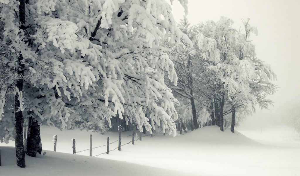 Trees Under The Snow