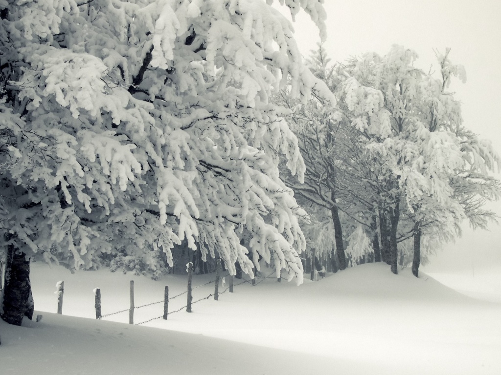 Trees Under The Snow