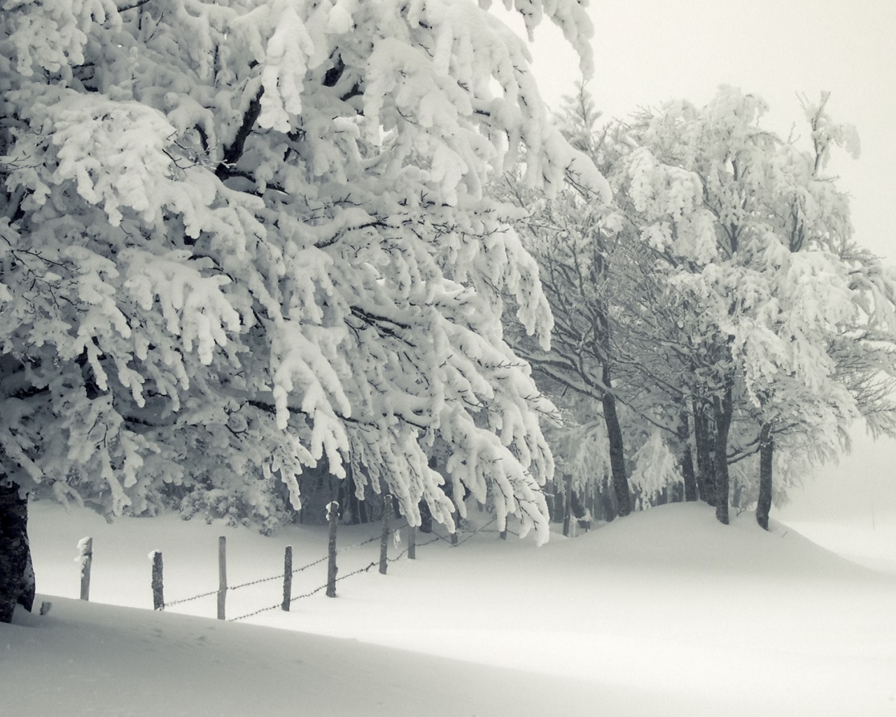 Trees Under The Snow