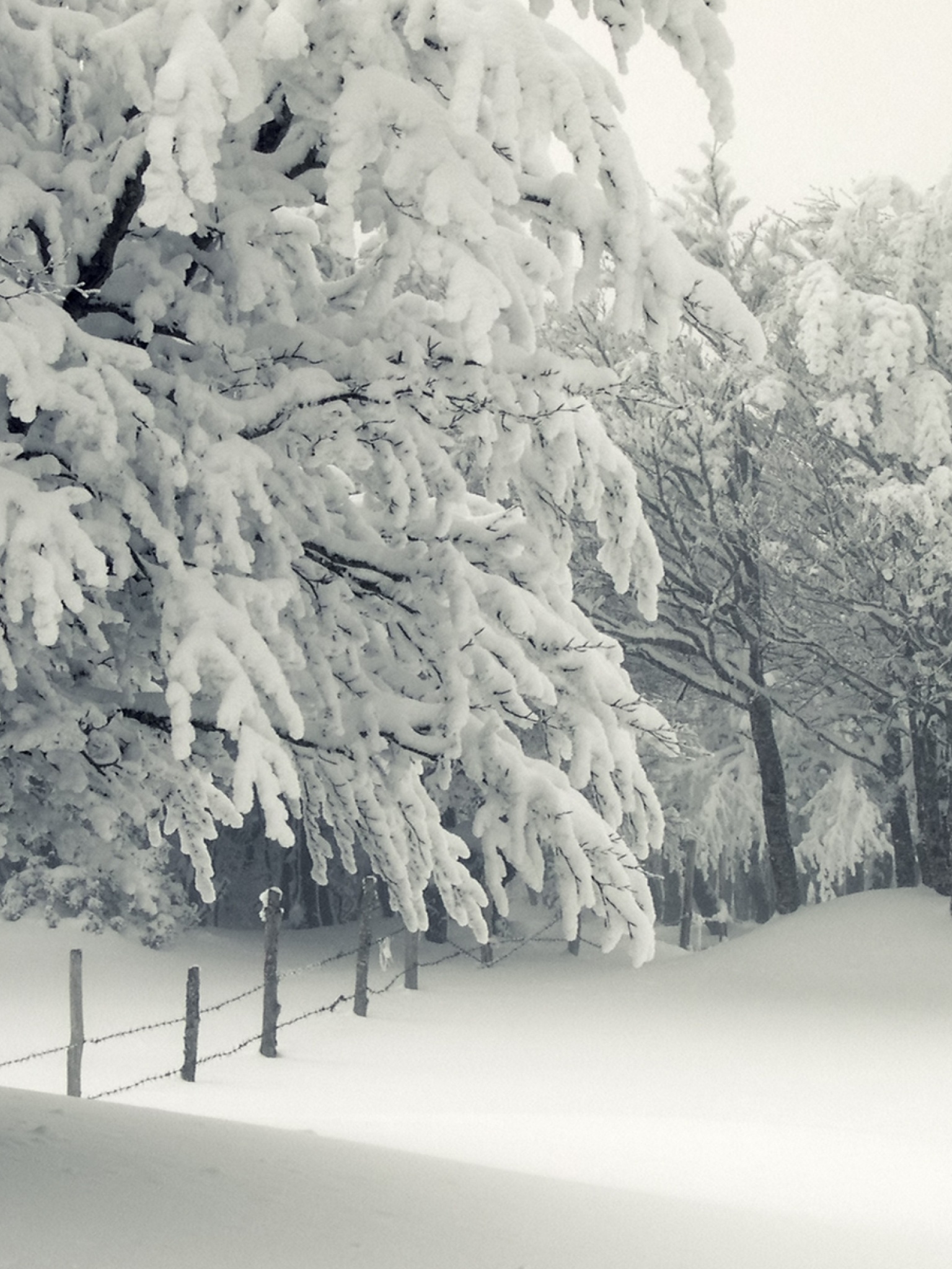 Trees Under The Snow