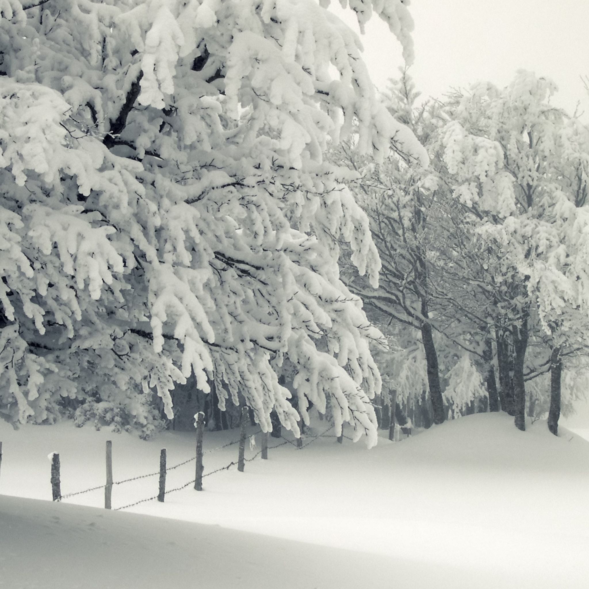 Trees Under The Snow