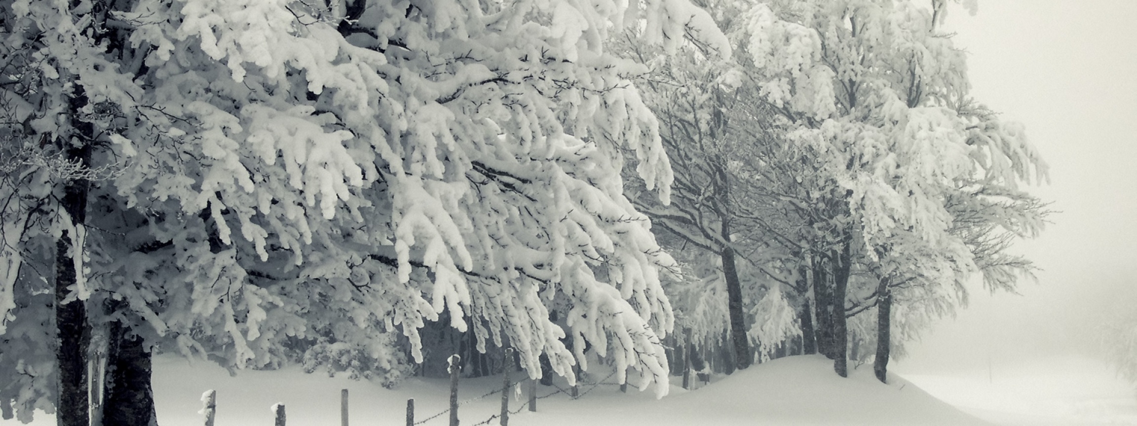 Trees Under The Snow