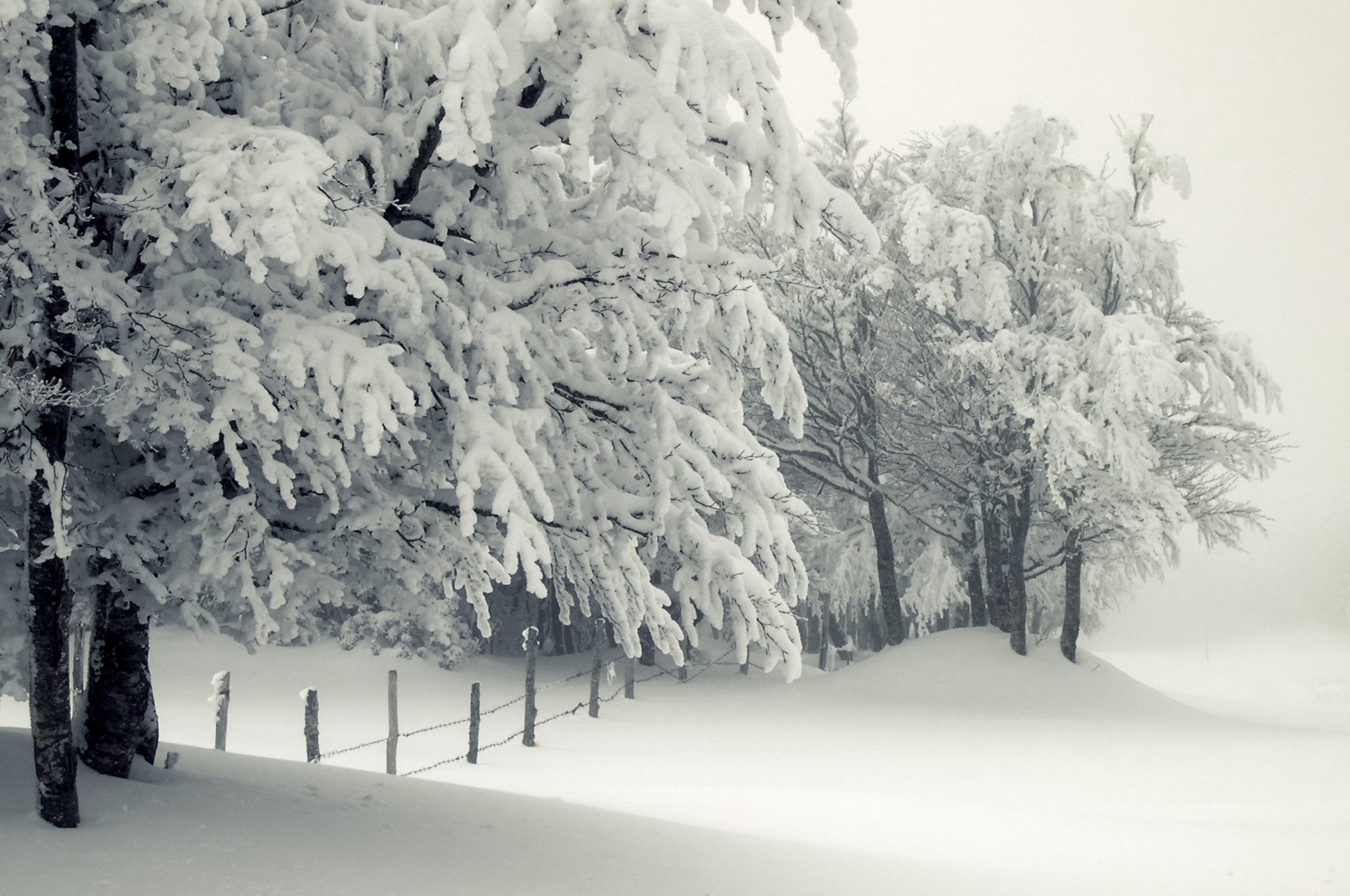 Trees Under The Snow