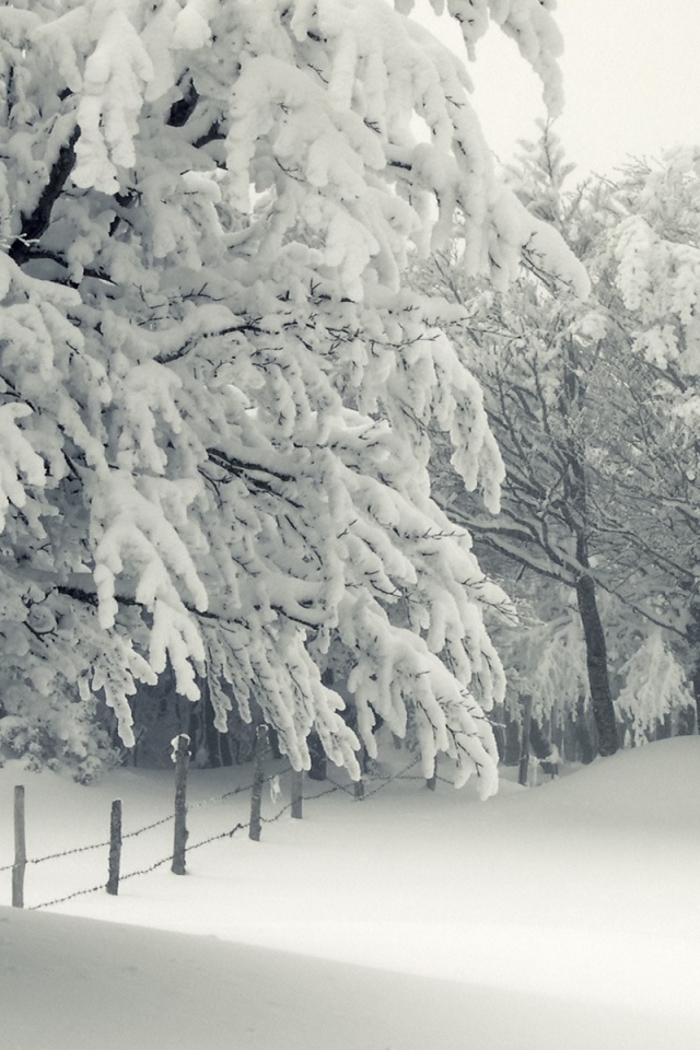 Trees Under The Snow