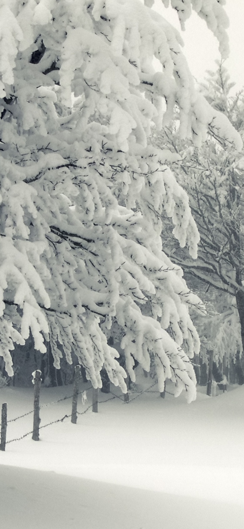 Trees Under The Snow