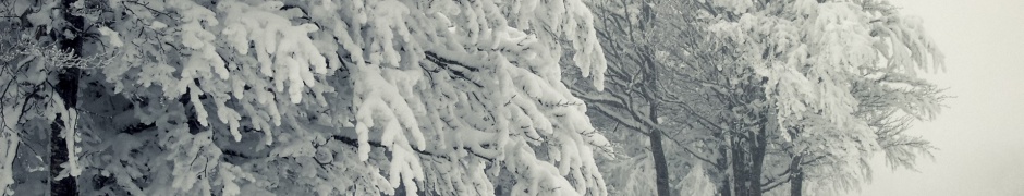 Trees Under The Snow