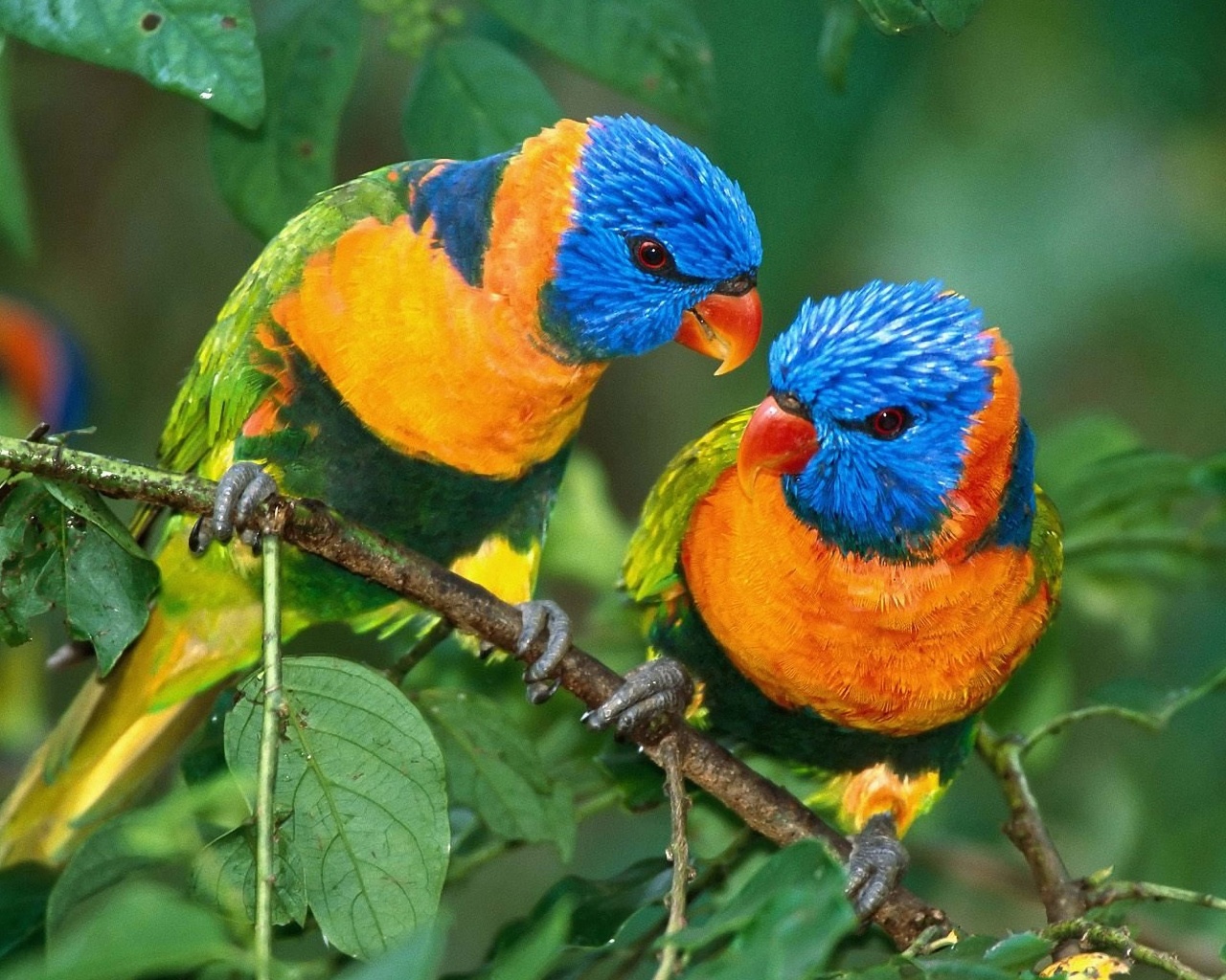 Two Colorful Parrots