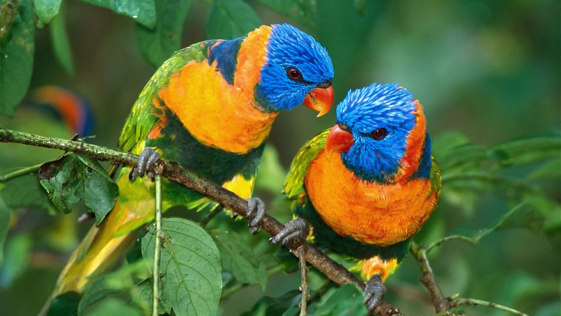 Two Colorful Parrots