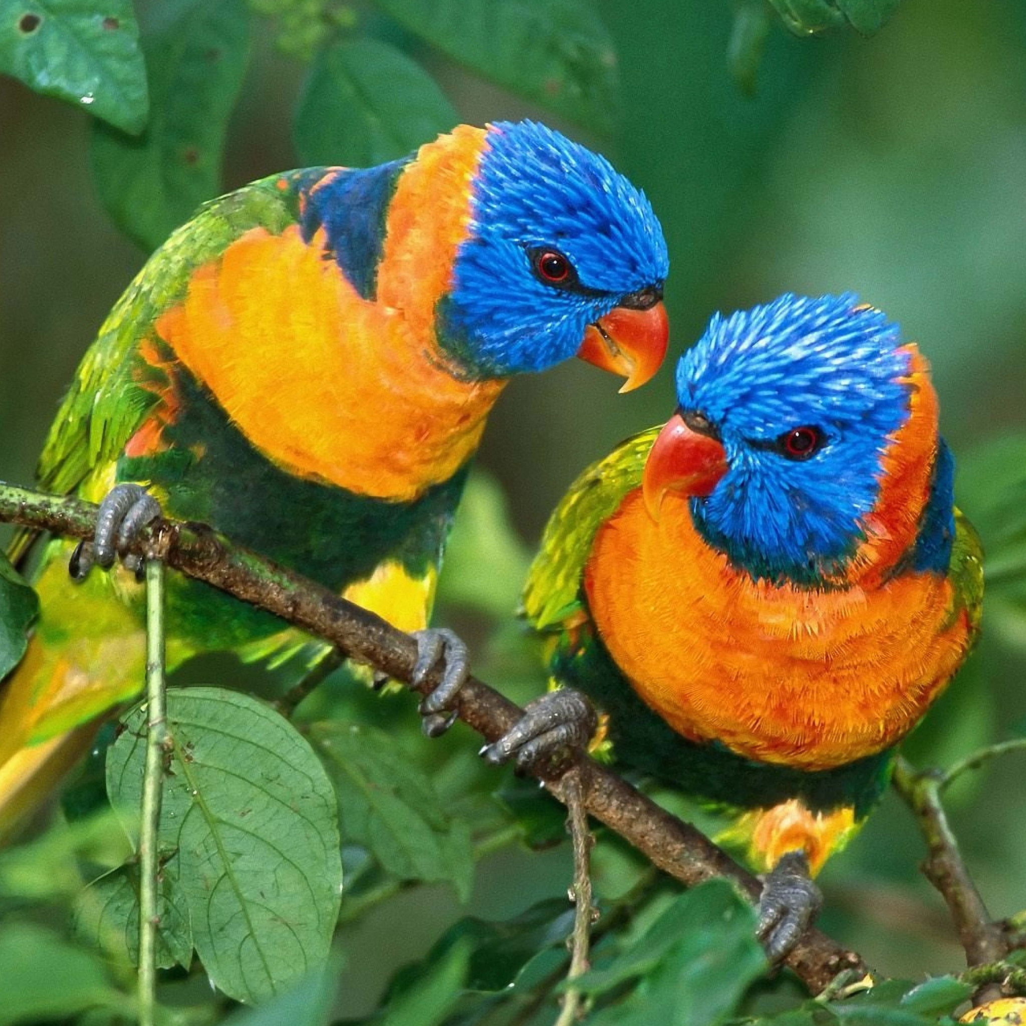 Two Colorful Parrots