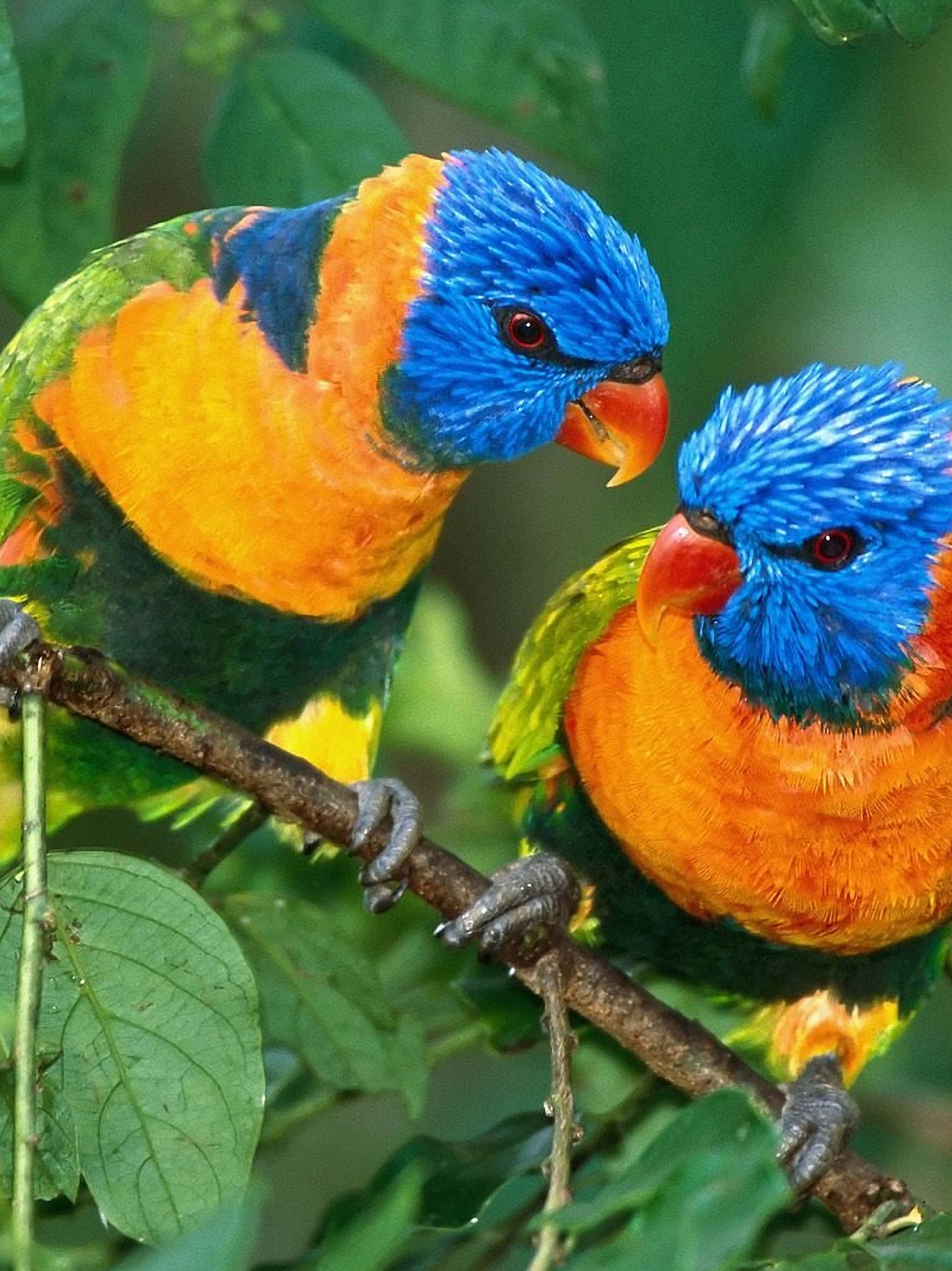 Two Colorful Parrots