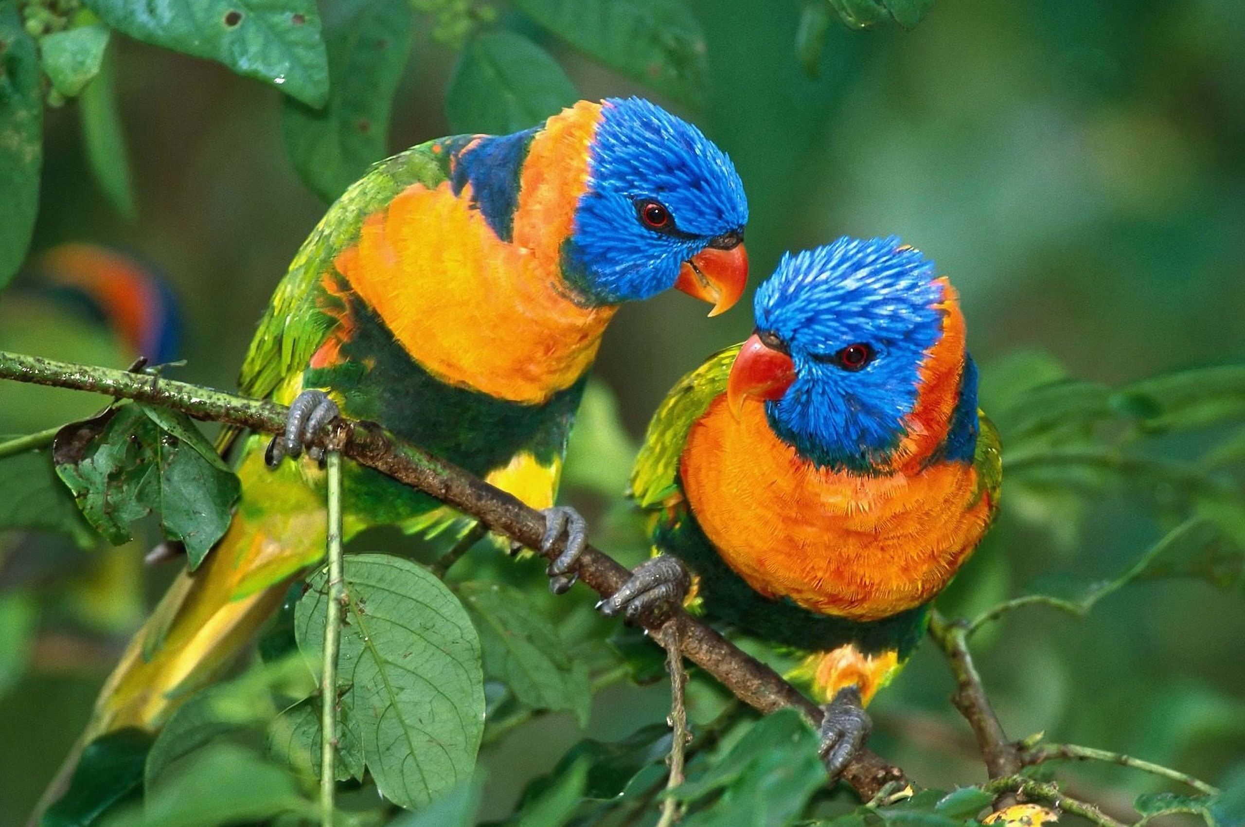 Two Colorful Parrots