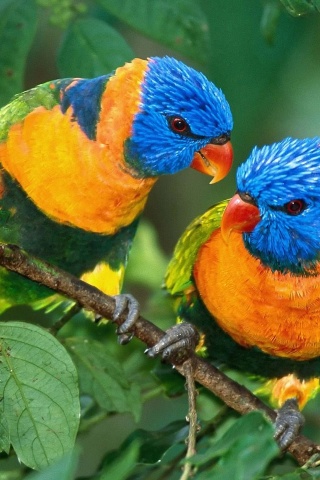 Two Colorful Parrots