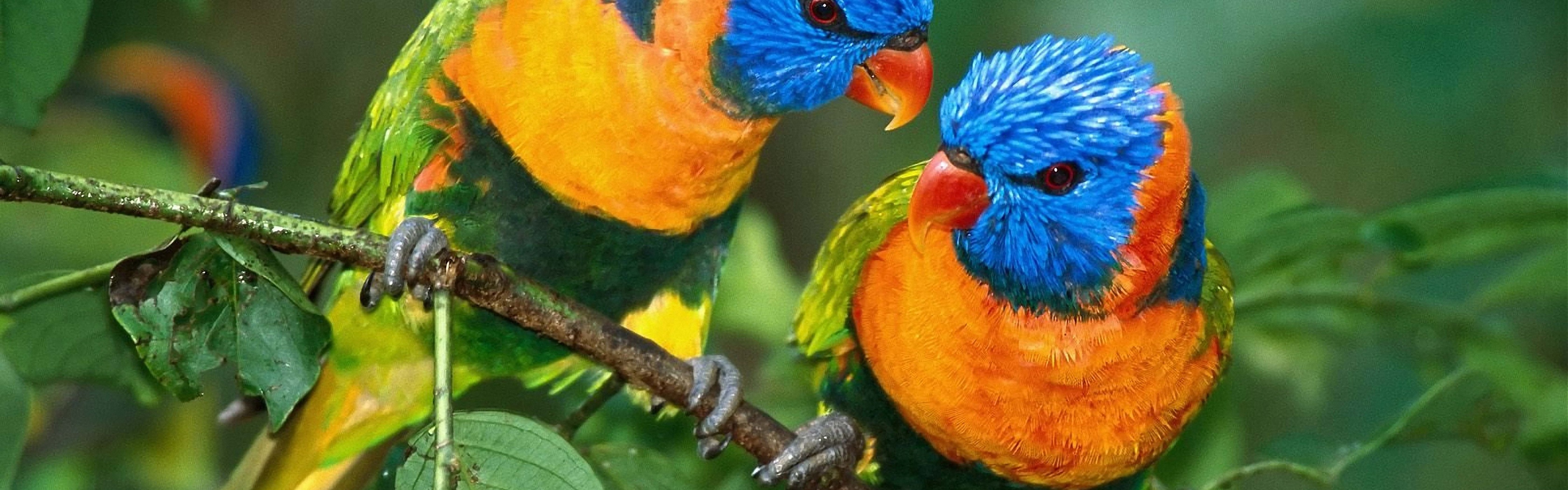 Two Colorful Parrots