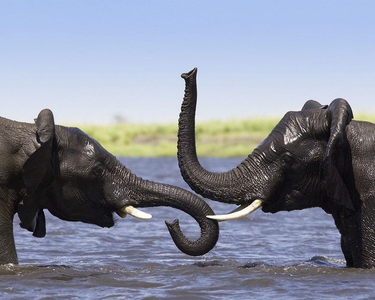 Two Elephants Talking