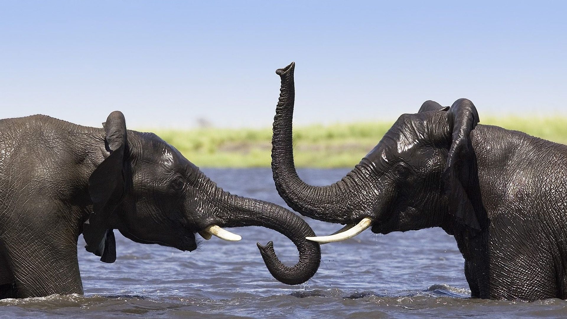 Two Elephants Talking