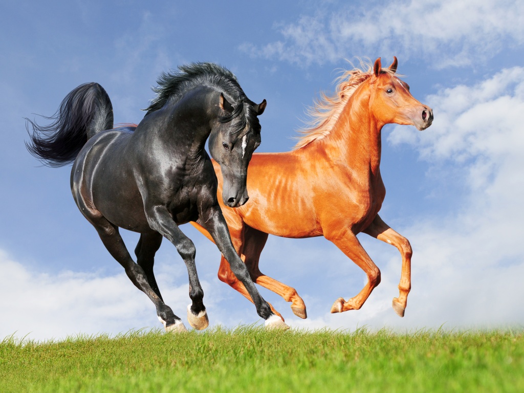 Two Horses On The Meadow