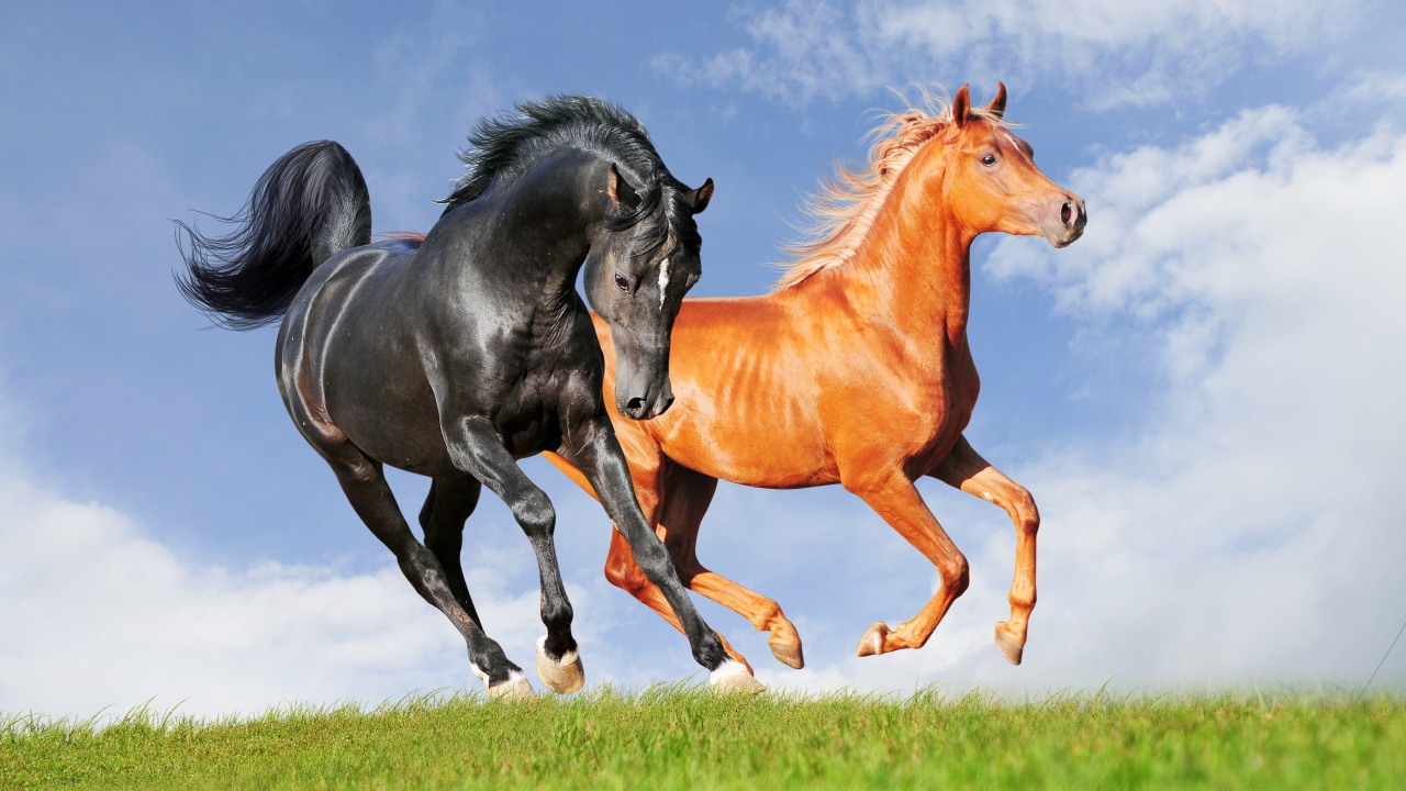 Two Horses On The Meadow