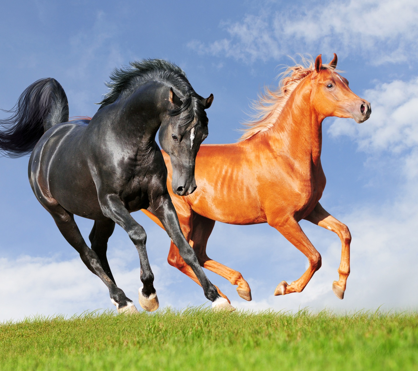 Two Horses On The Meadow