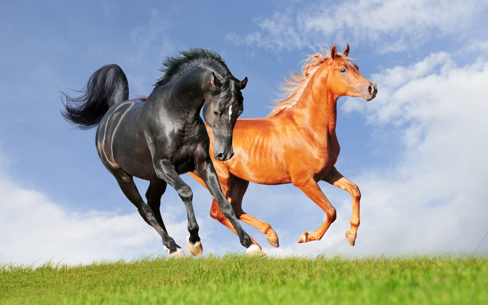 Two Horses On The Meadow