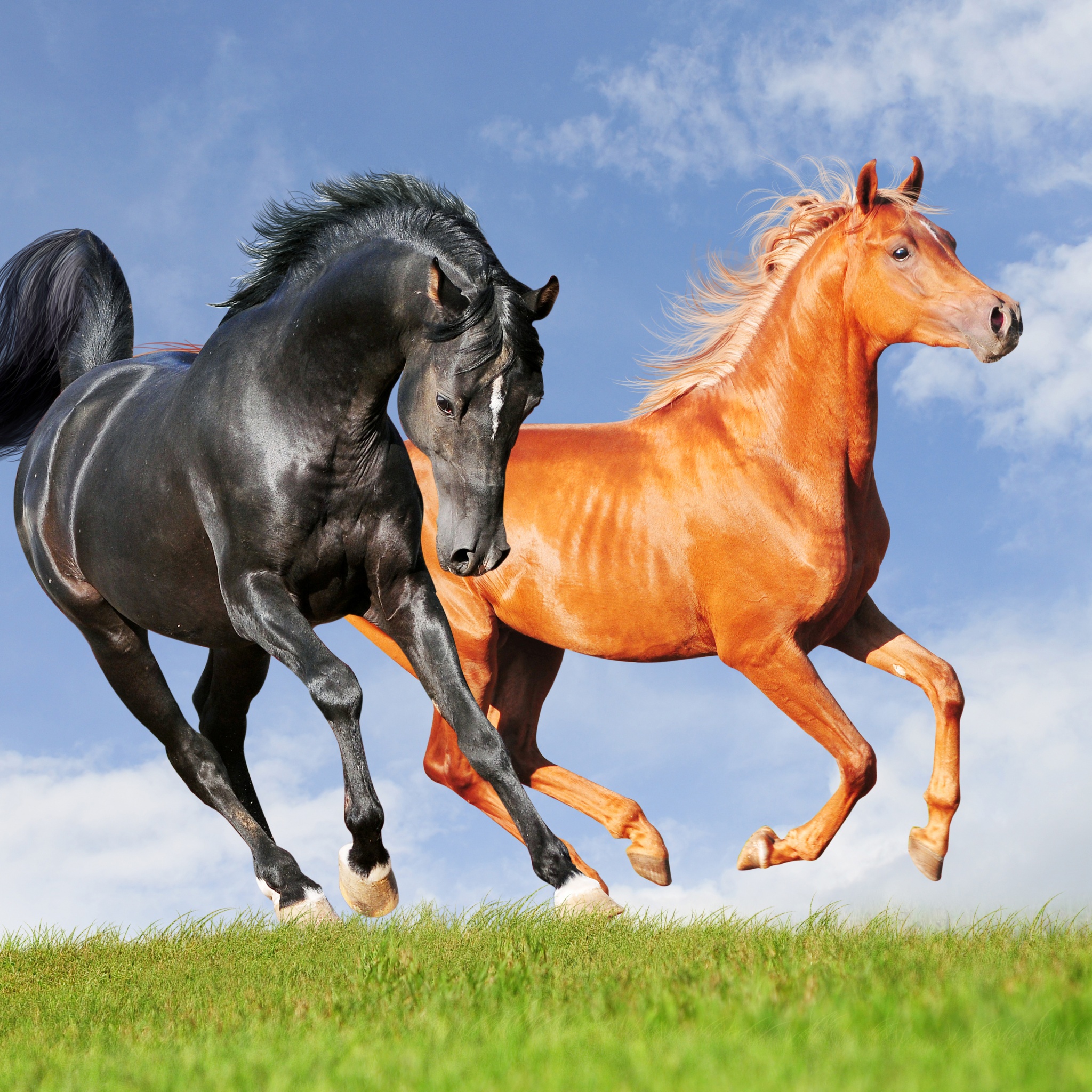 Two Horses On The Meadow