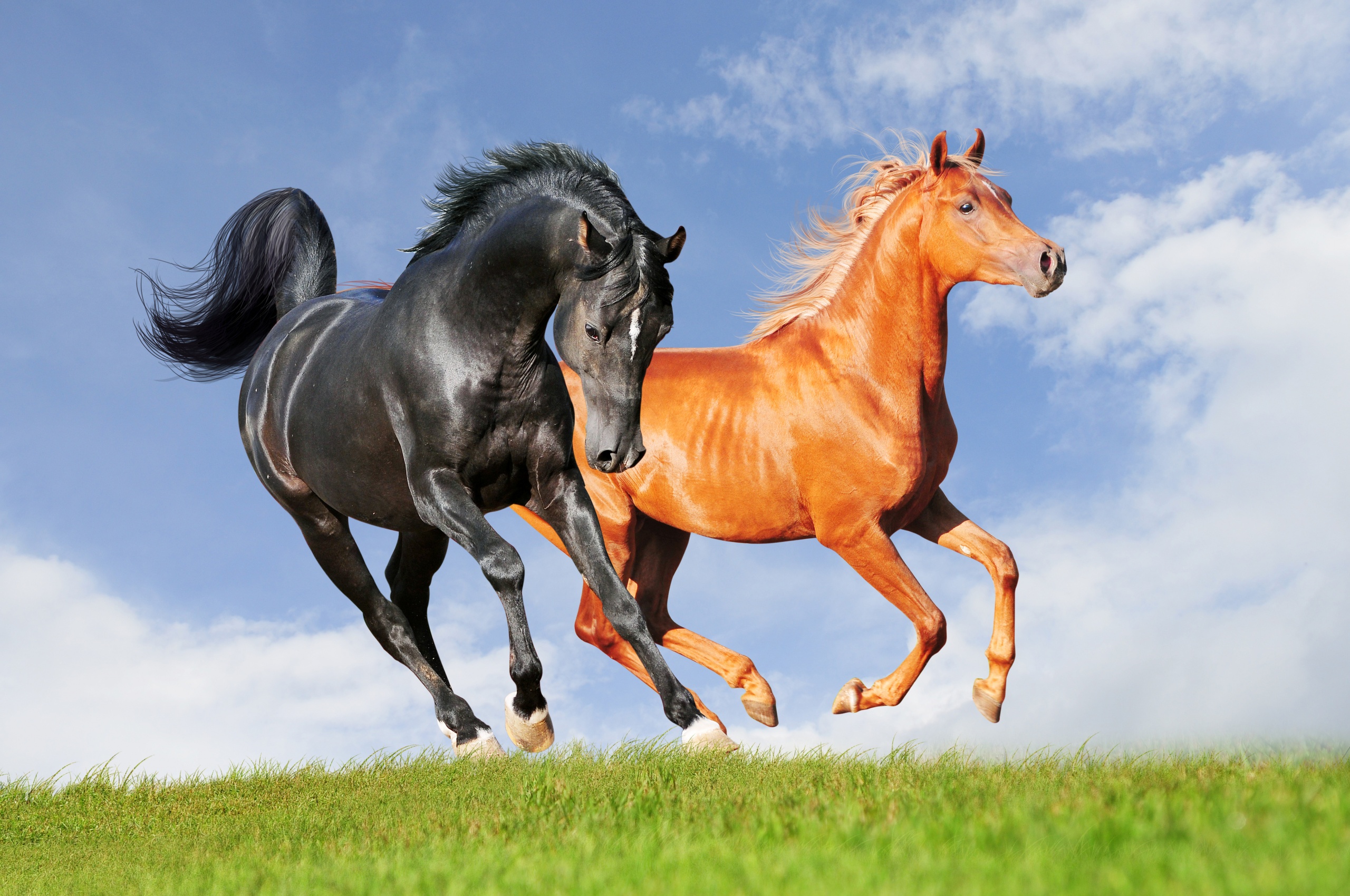 Two Horses On The Meadow