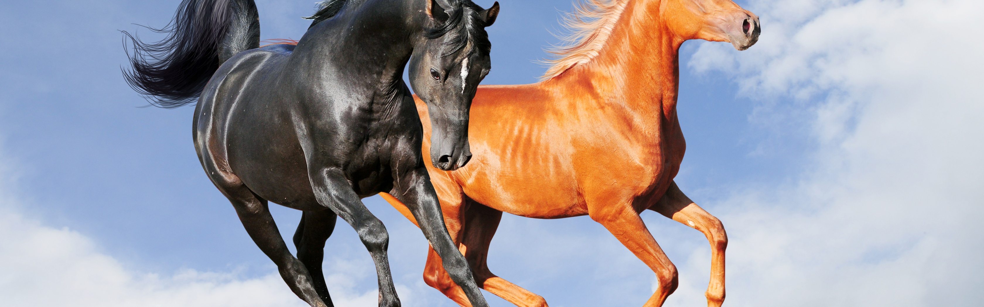 Two Horses On The Meadow