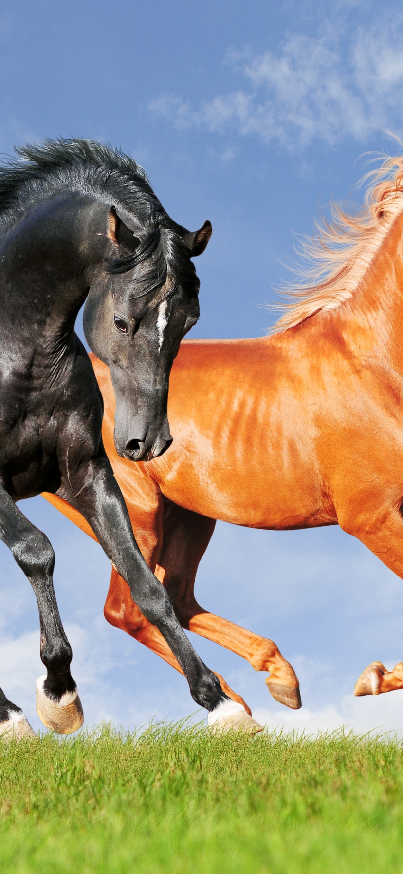 Two Horses On The Meadow