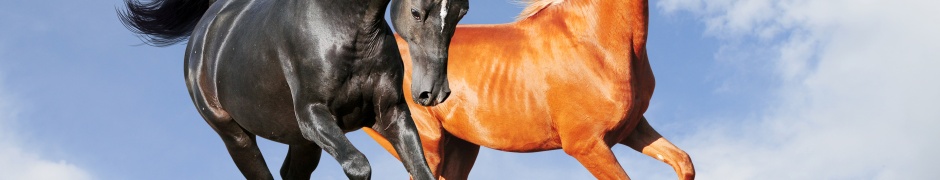 Two Horses On The Meadow