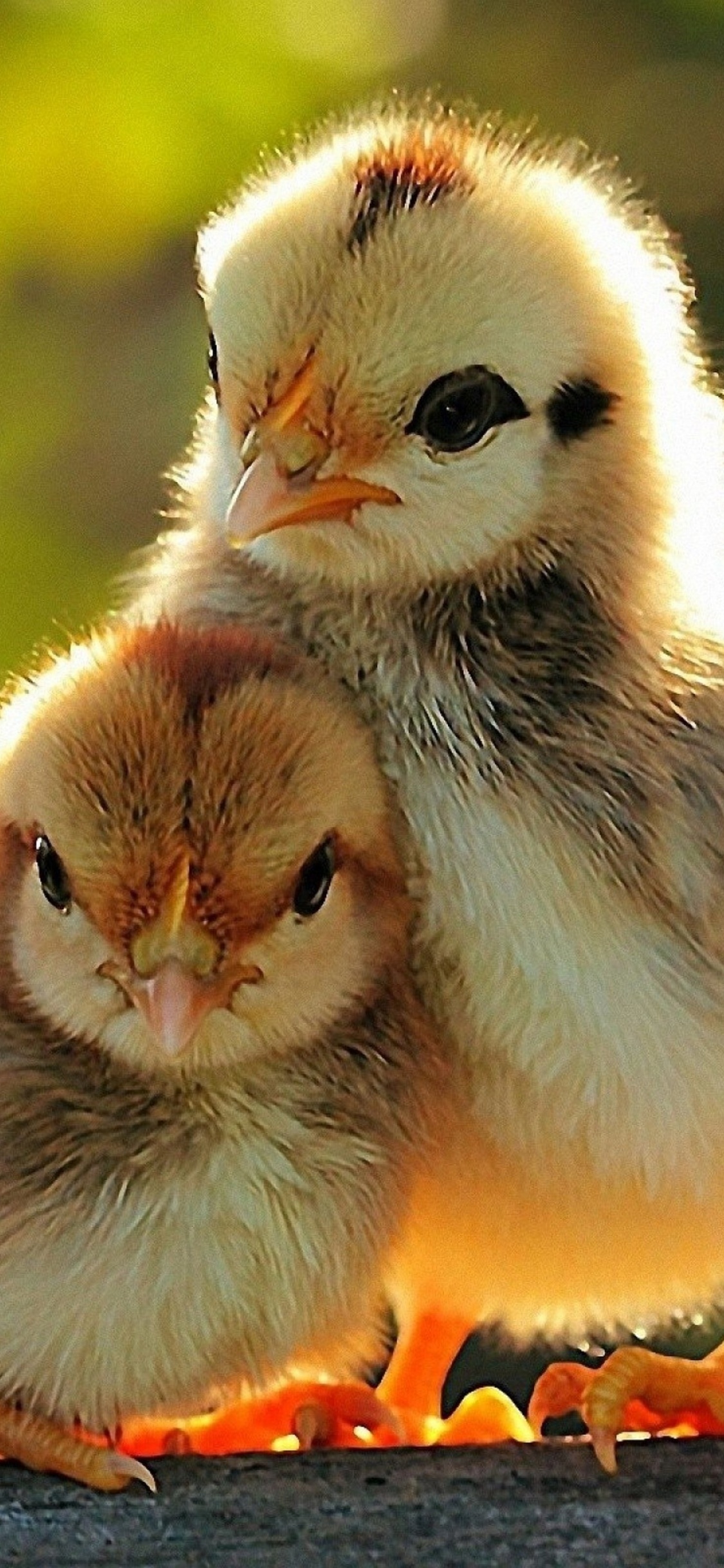 Two Lovely Chicken Sunshine Spring