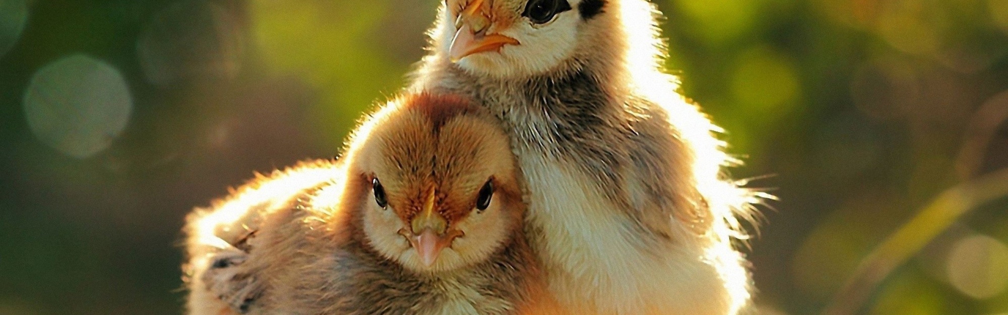 Two Lovely Chicken Sunshine Spring