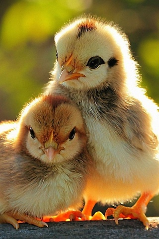 Two Lovely Chicken Sunshine Spring