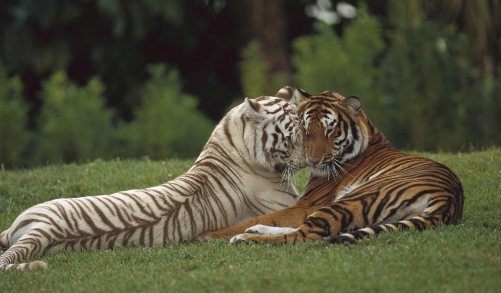 Two Tigers