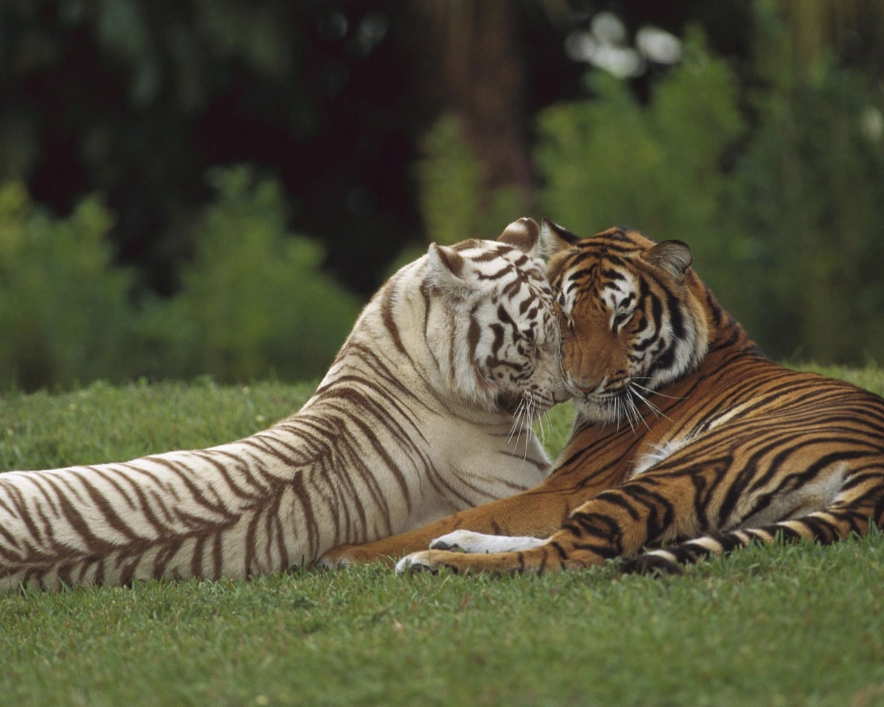 Two Tigers