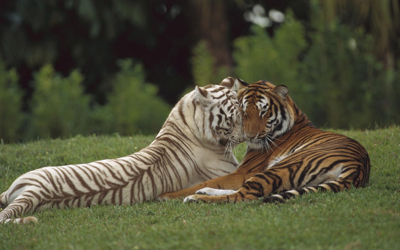 Two Tigers