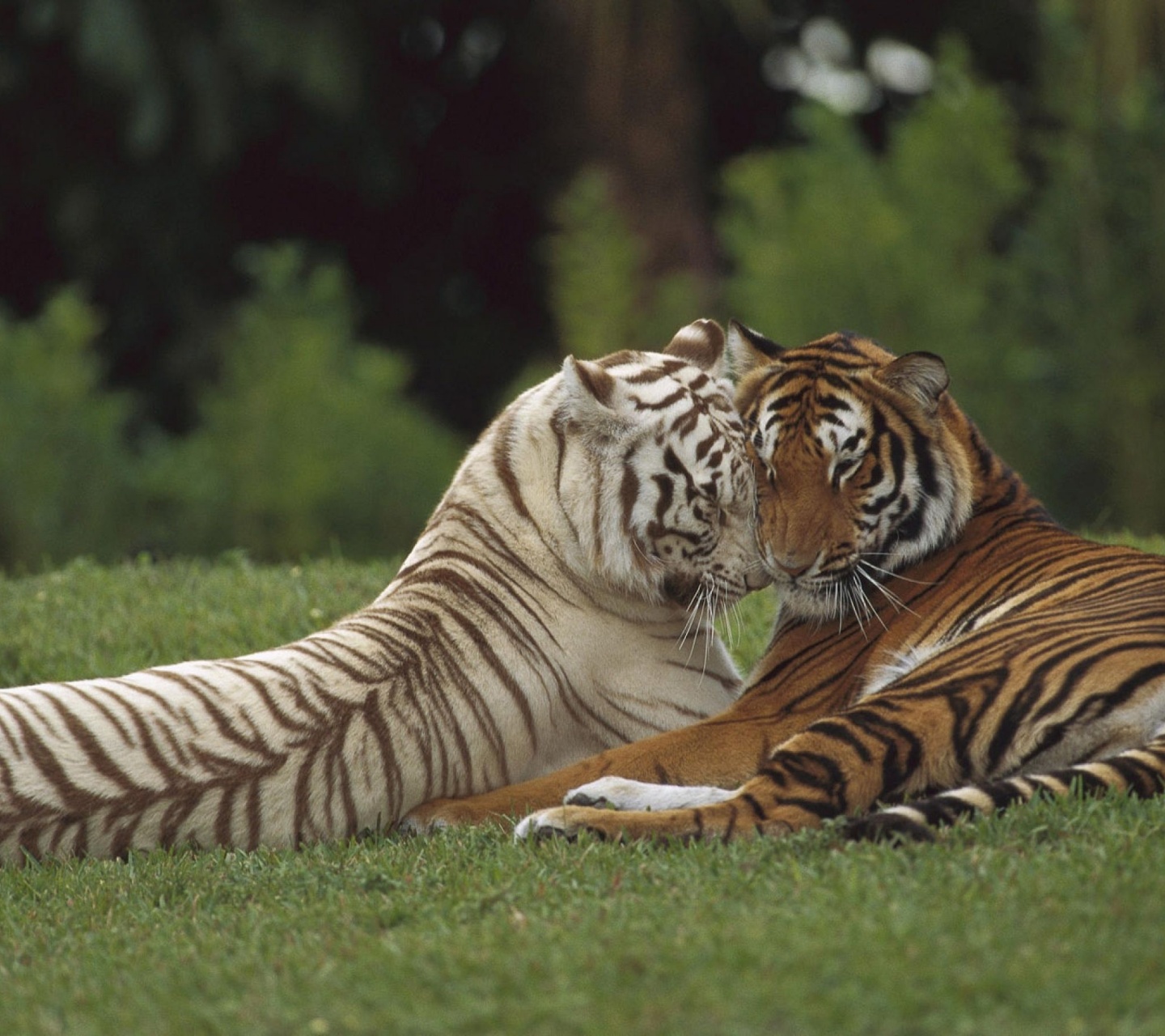 Two Tigers