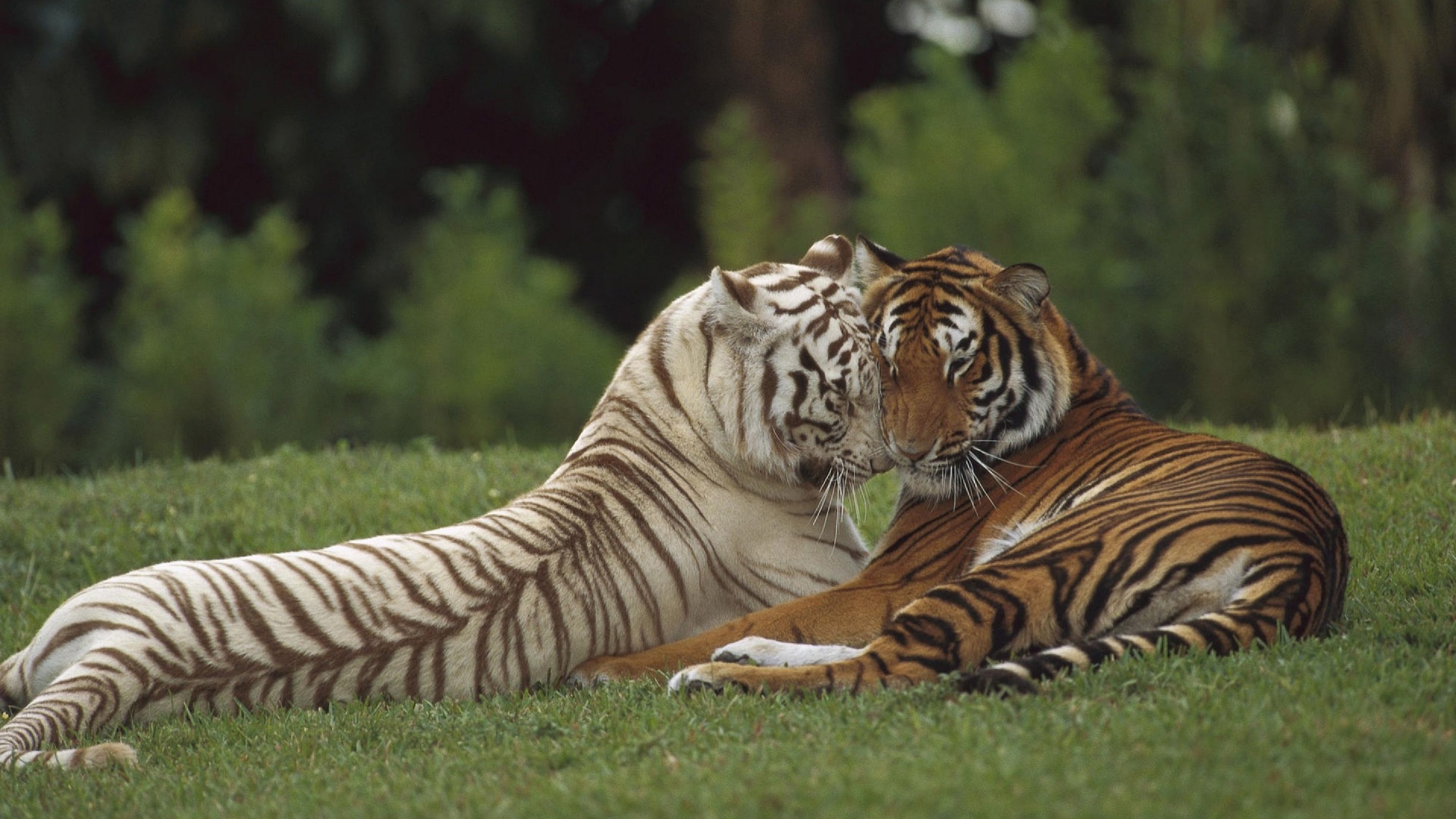 Two Tigers