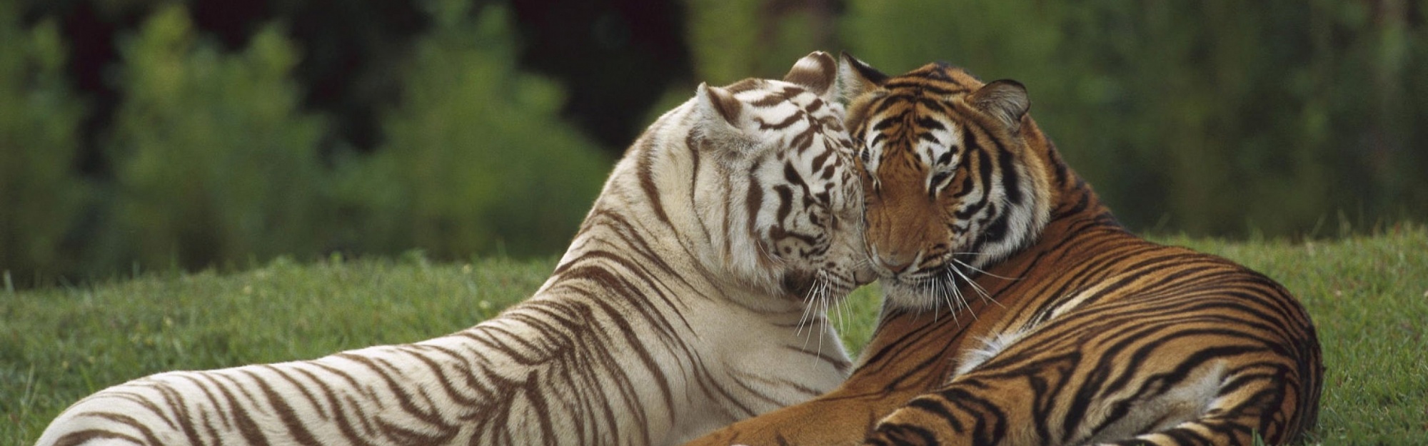 Two Tigers