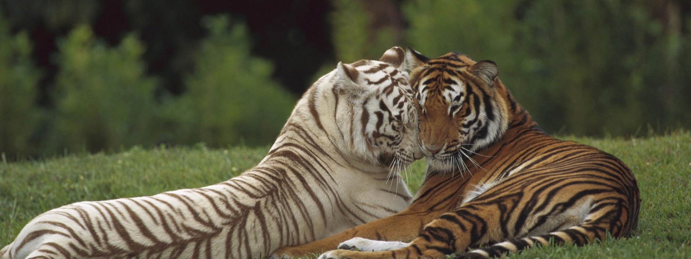 Two Tigers