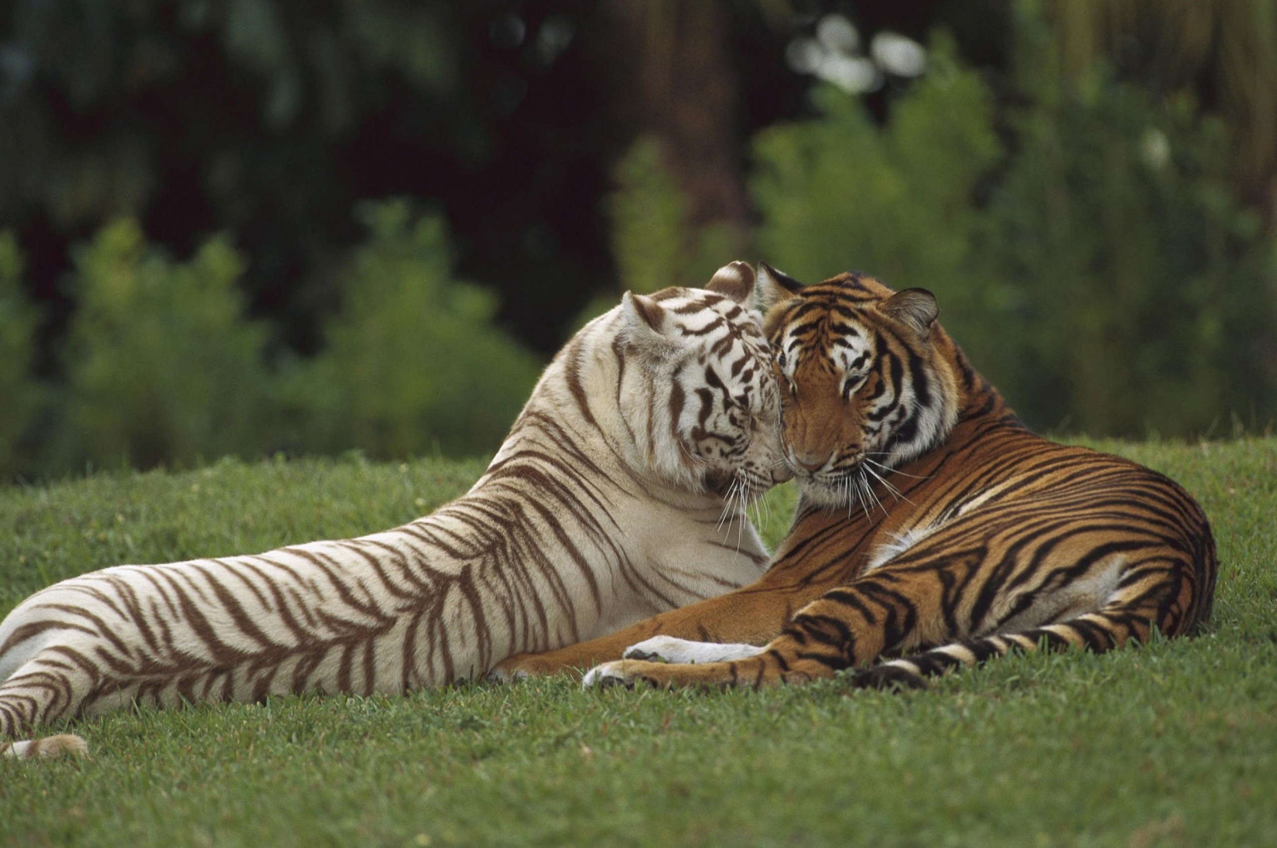 Two Tigers